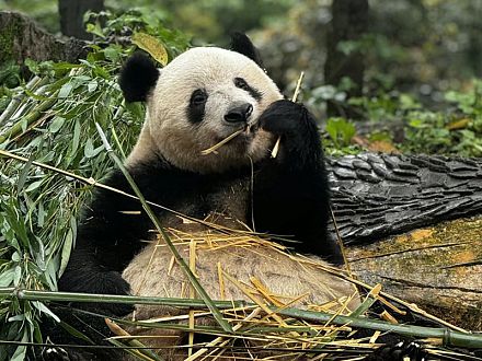 【成都発着】シャンシャンやシンシンに会いたい！雅安パンダ研究基地日帰りツアー